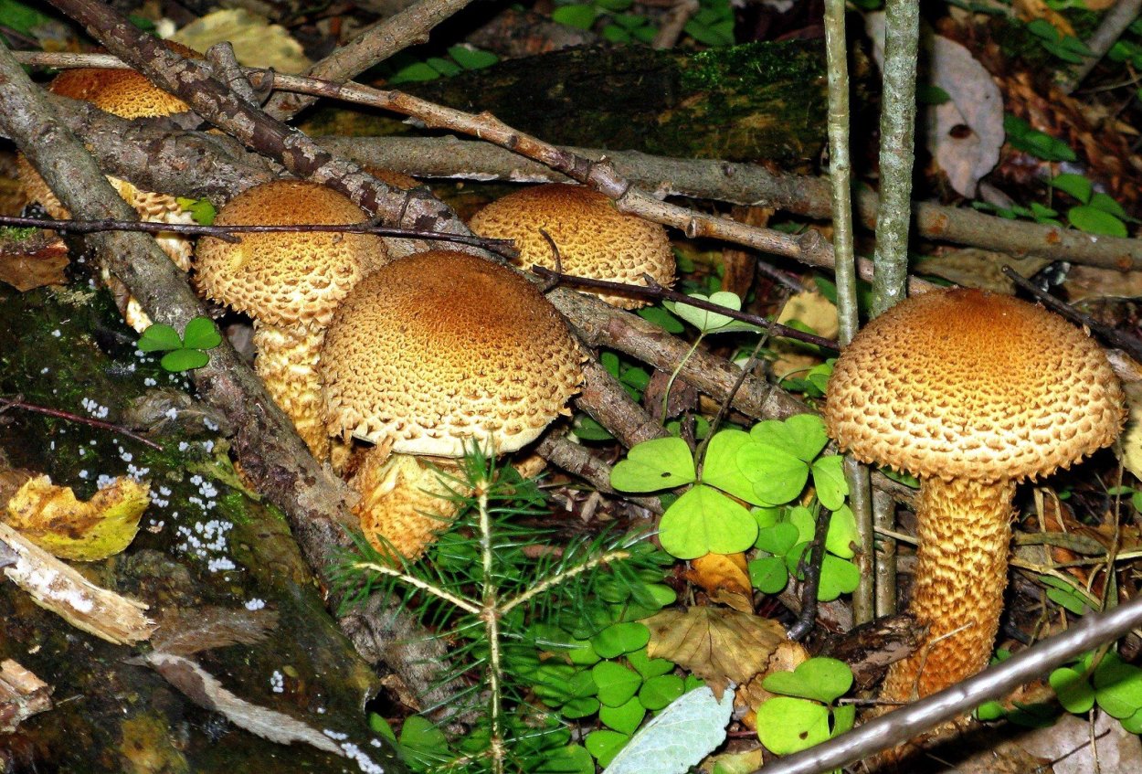 Чешуйчатка Ольховая гриб