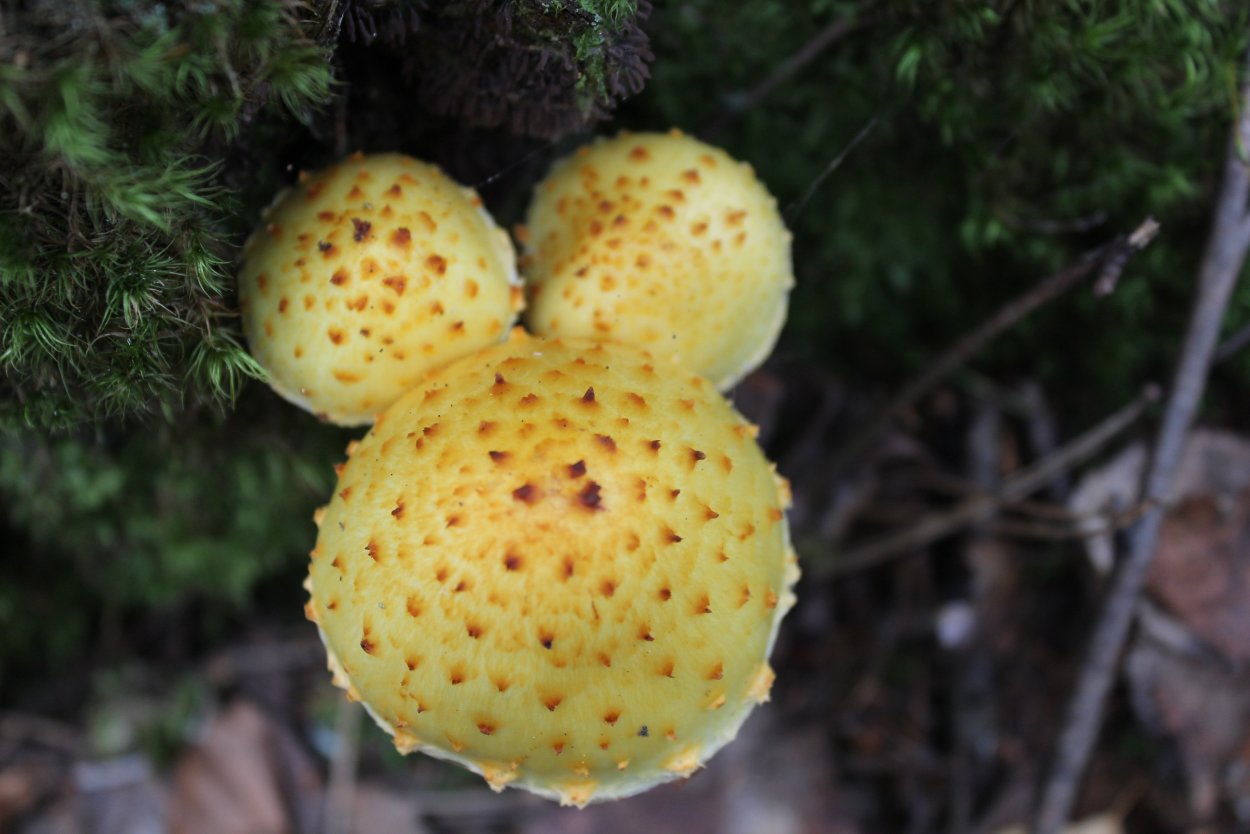 Чешуйчатка золотистая (Pholiota aurivella)