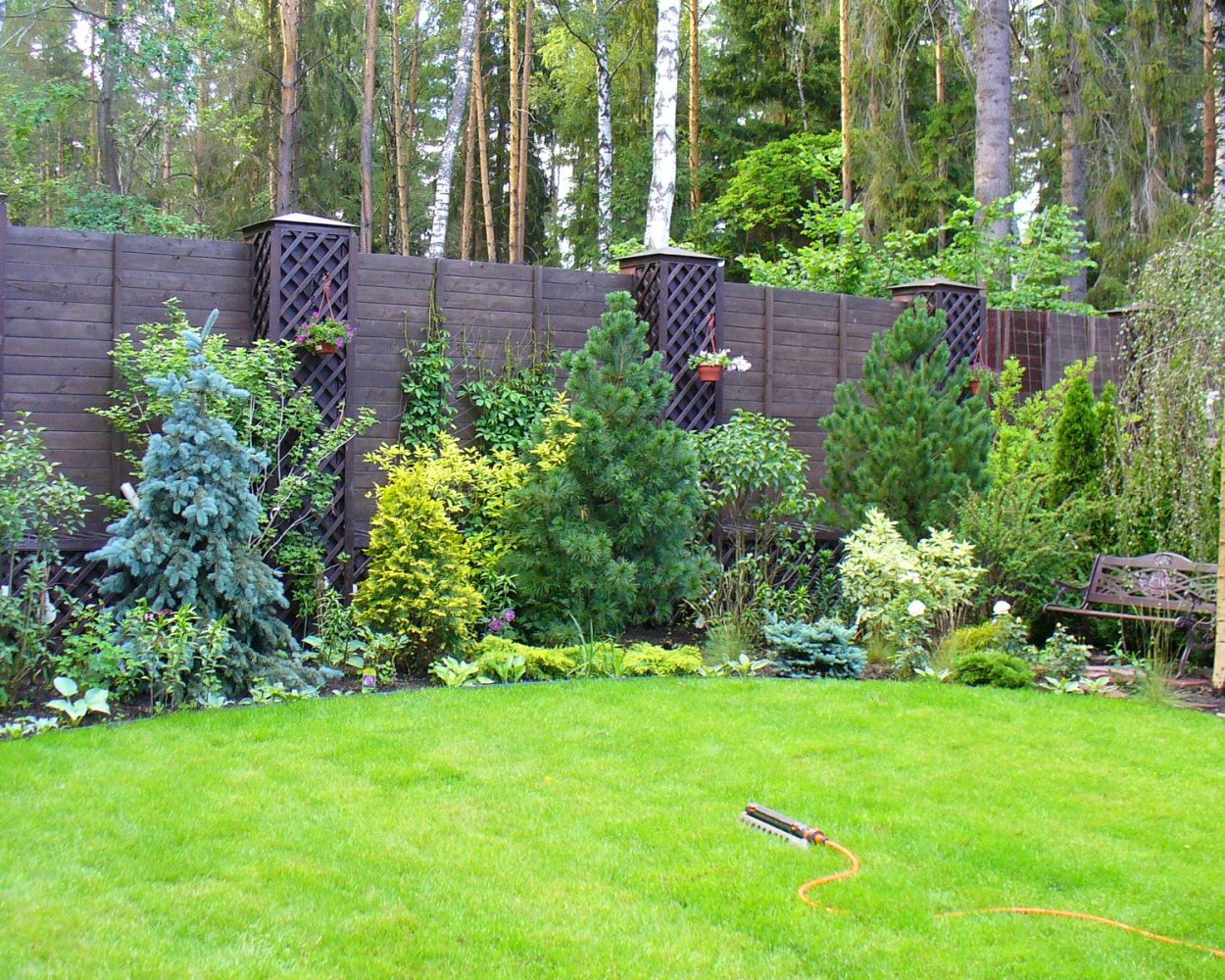 Туя Смарагд и Даника в ландшафте