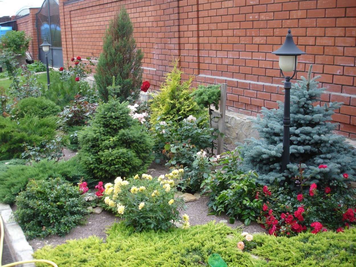 Туя розмарин миксбордер