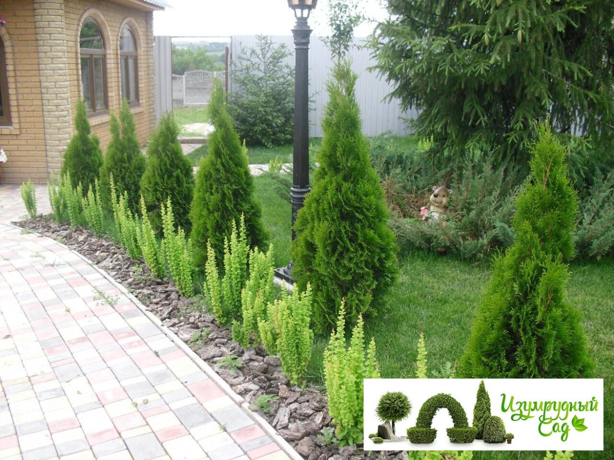 Можжевельник Блю Эрроу вдоль забора