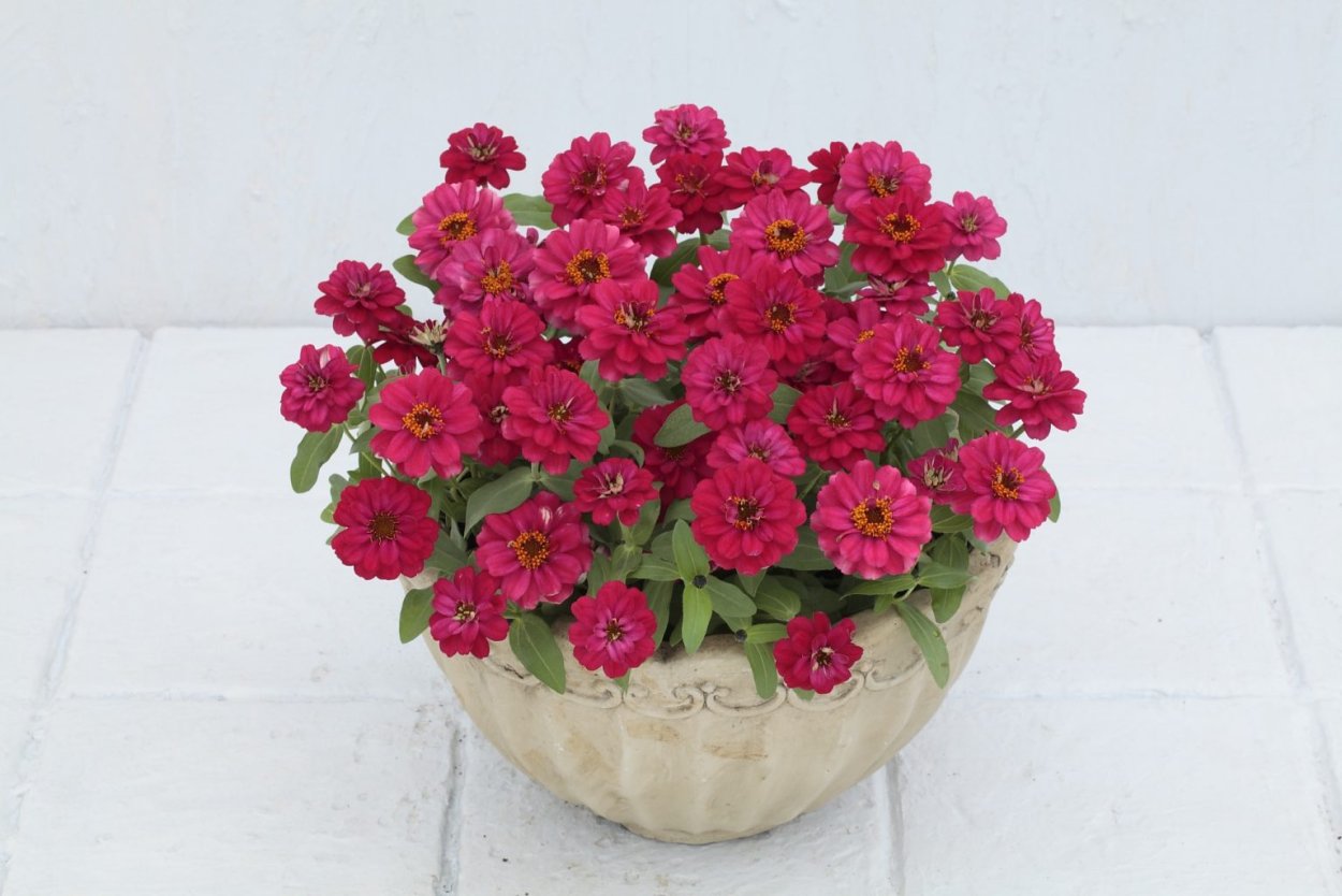 Циния Профьюжен черри