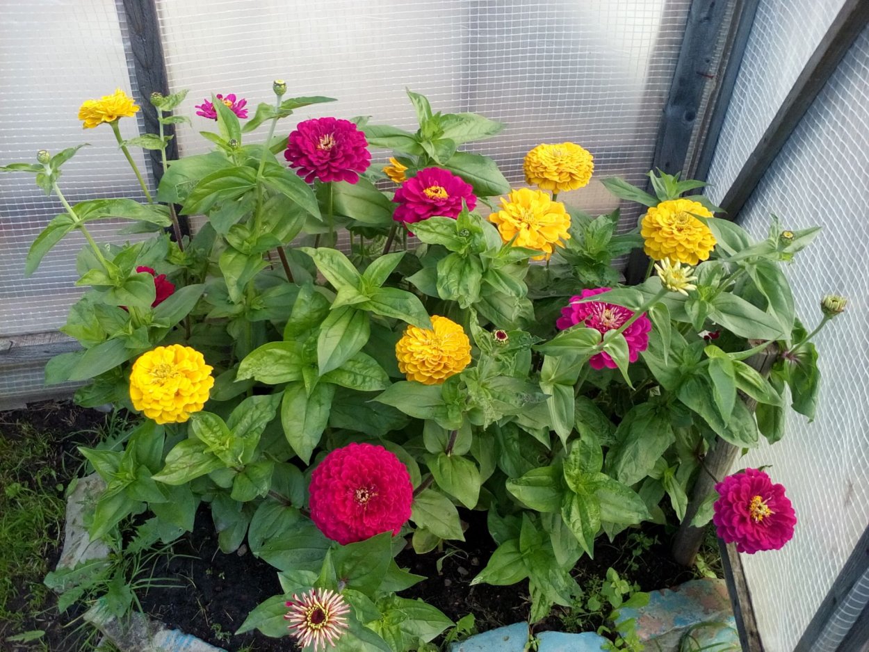 Рассада Цинния георгиноцветковая