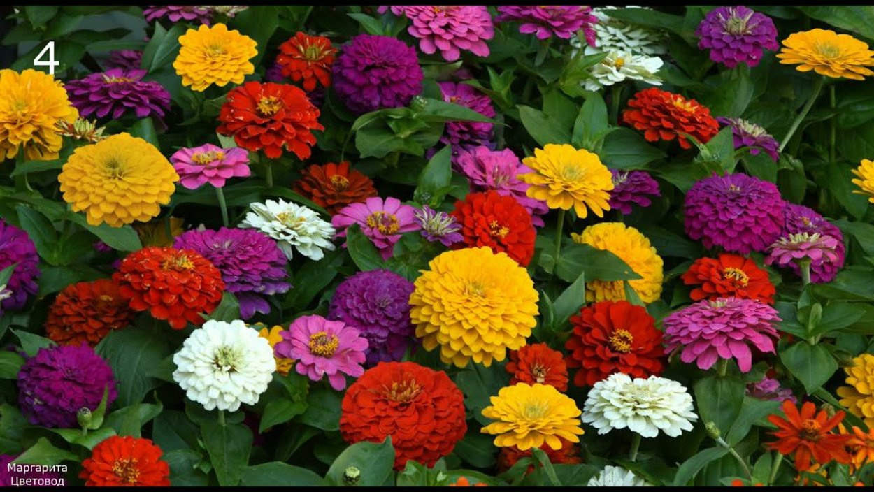 Цинния Зести микс