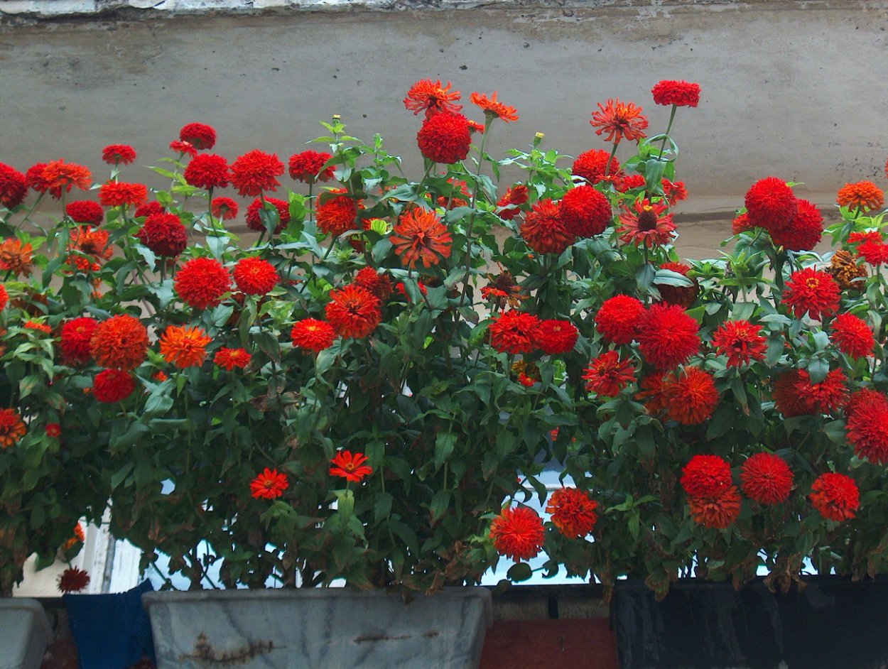 Цветы циния на балконе