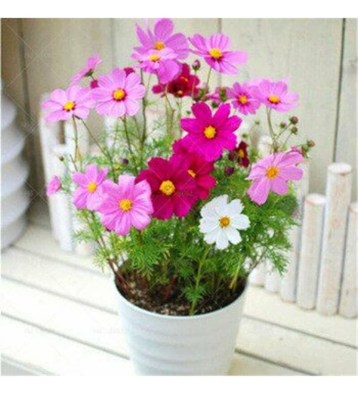 Космея Дварф Сенсейшн микс