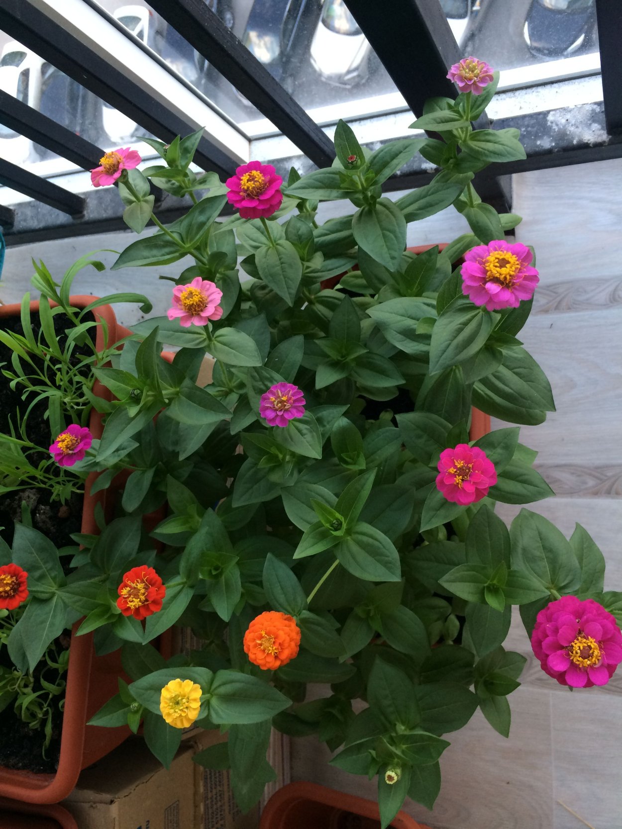 Циния балконная