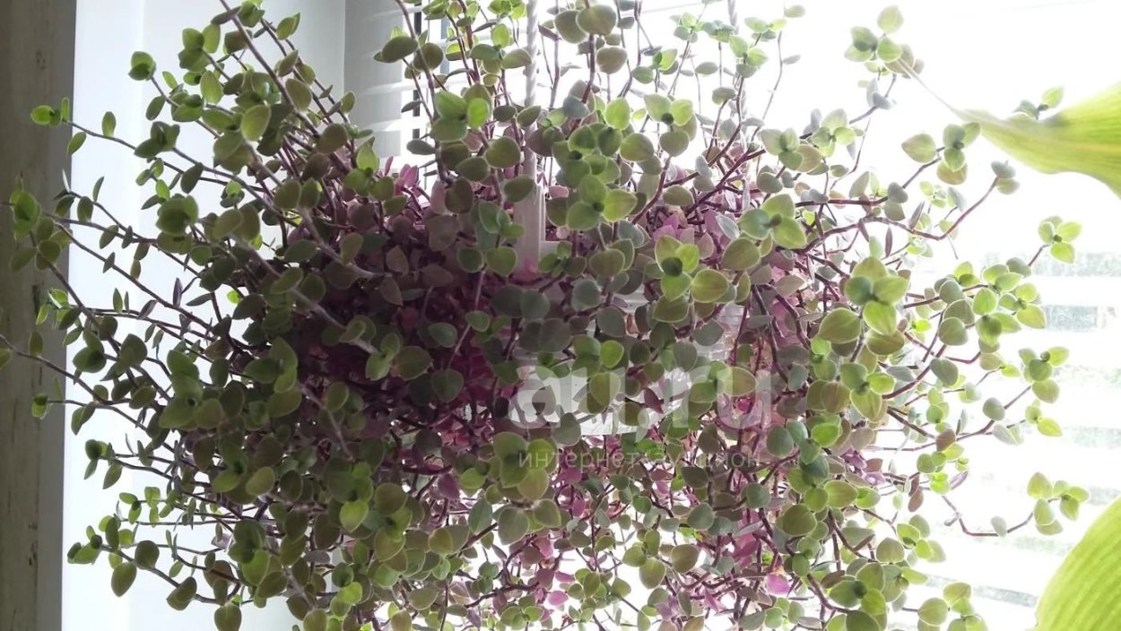 Традесканция Приречная зелёная