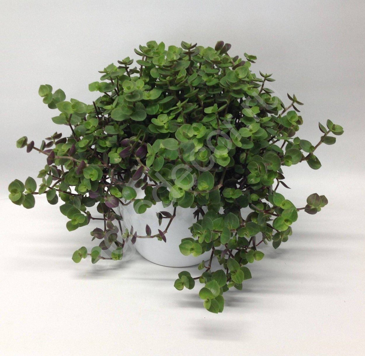 Каллизия ползучая