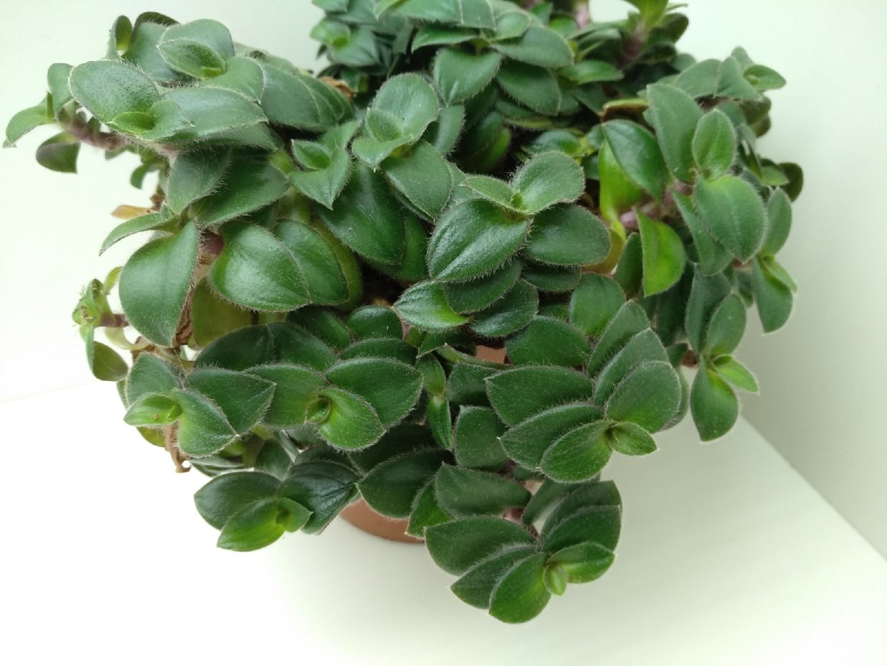 Традесканция Fluminensis Tricolor