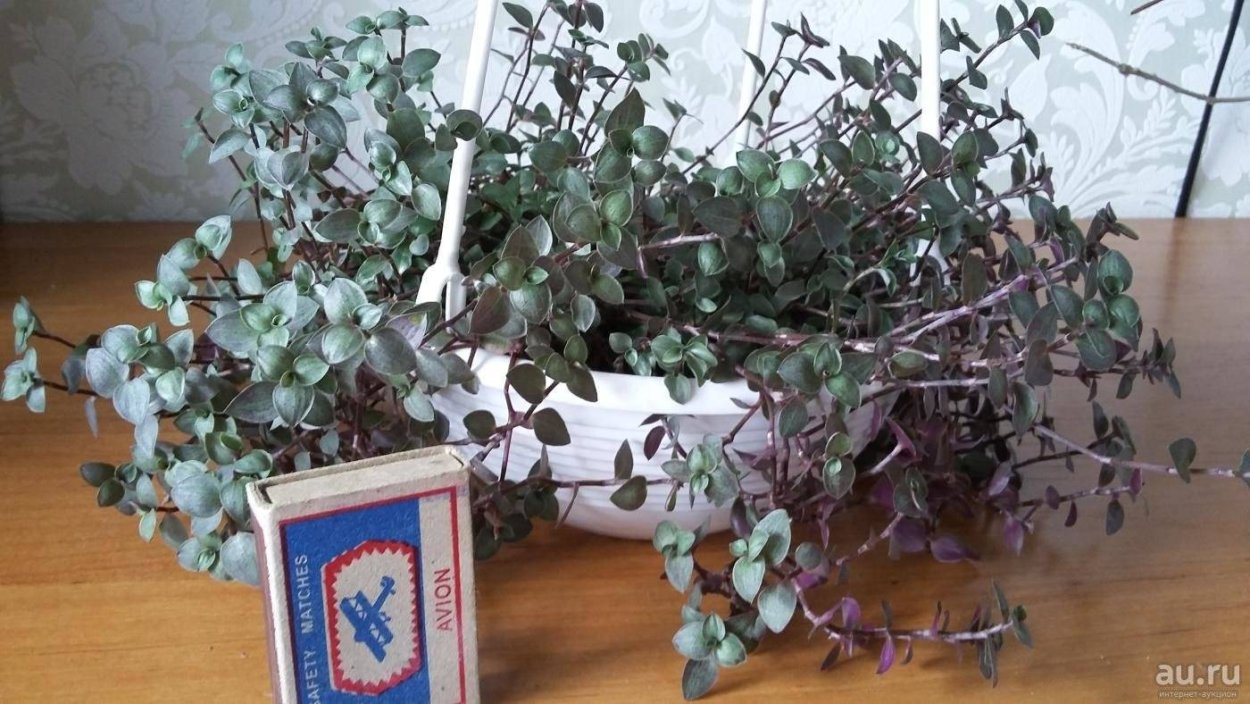 Традесканция Пинк