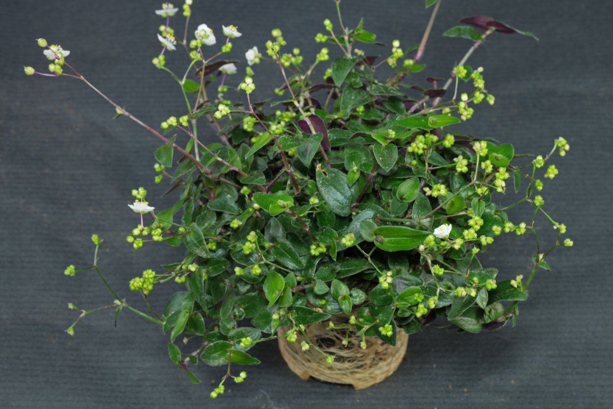 Традесканция Пурпл Харт