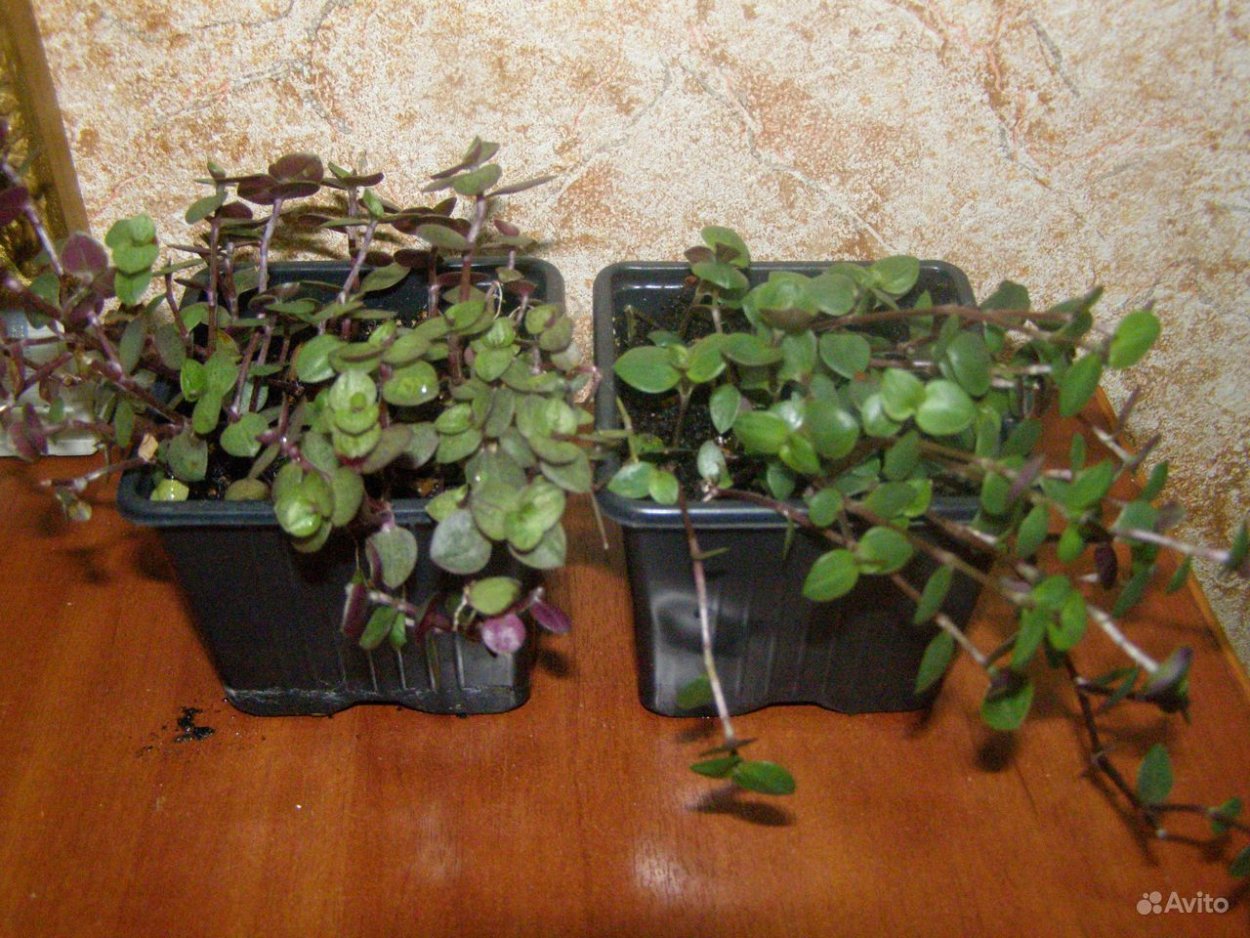 Мелколепестковая традесканция