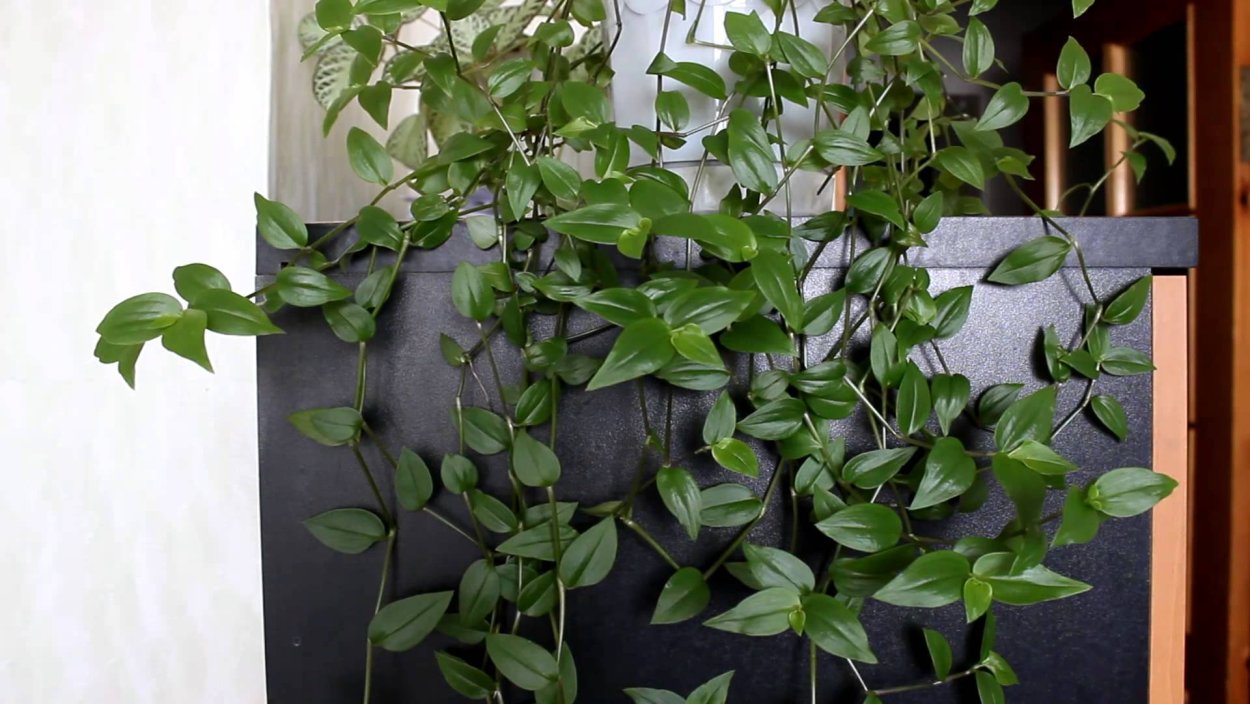 Традесканция ампельная