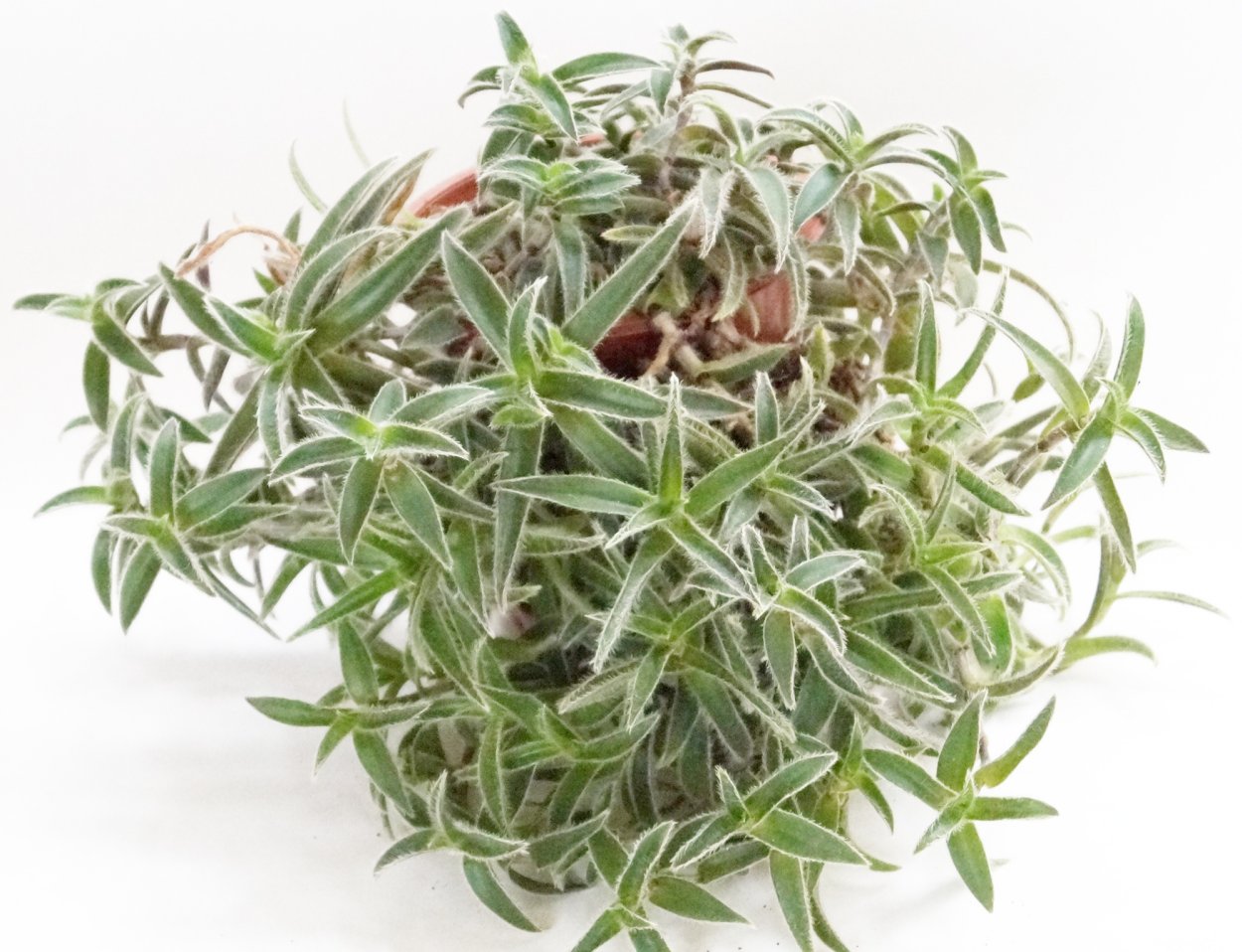 Традесканция Хойя