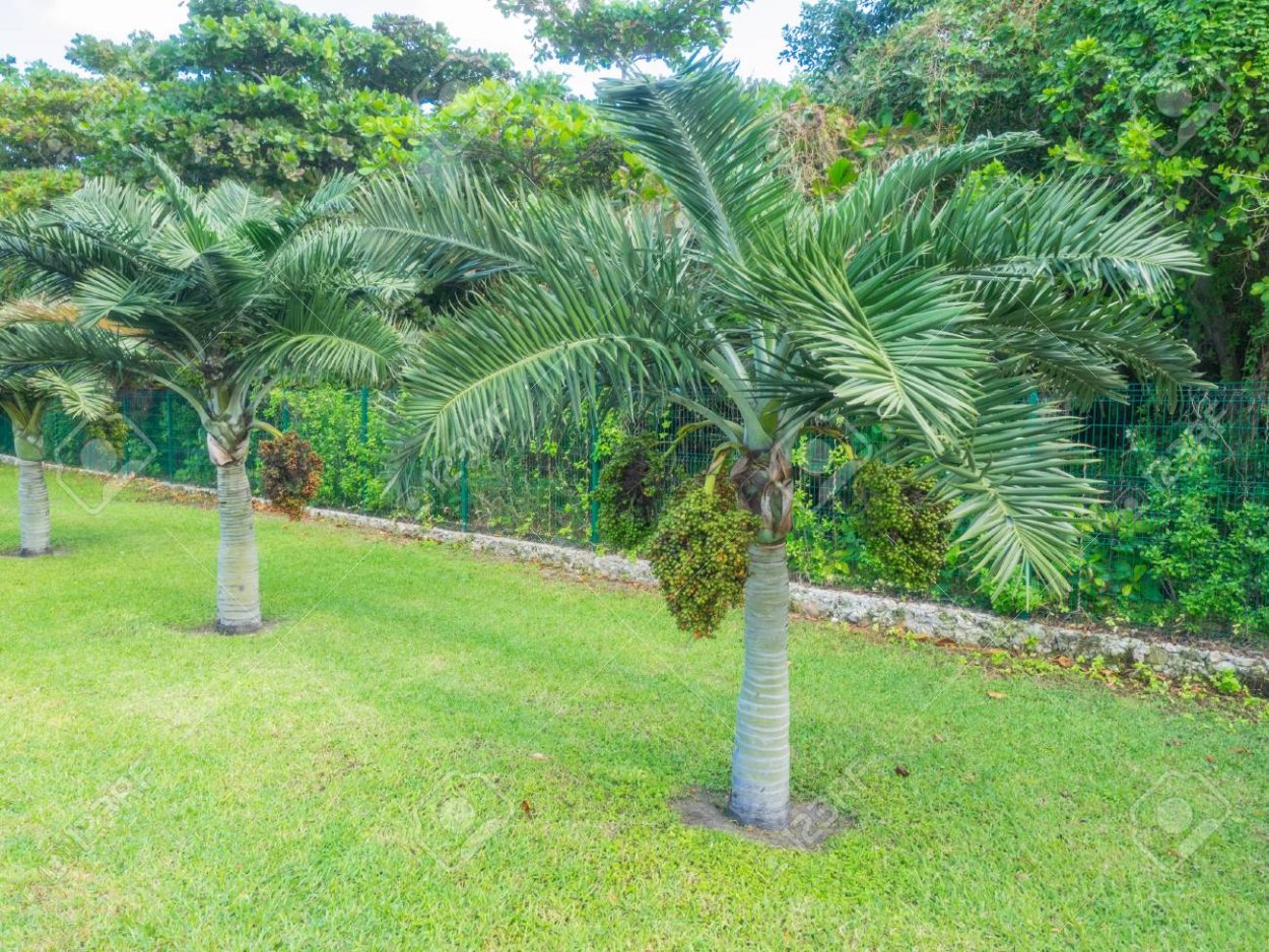 Manila Palm
