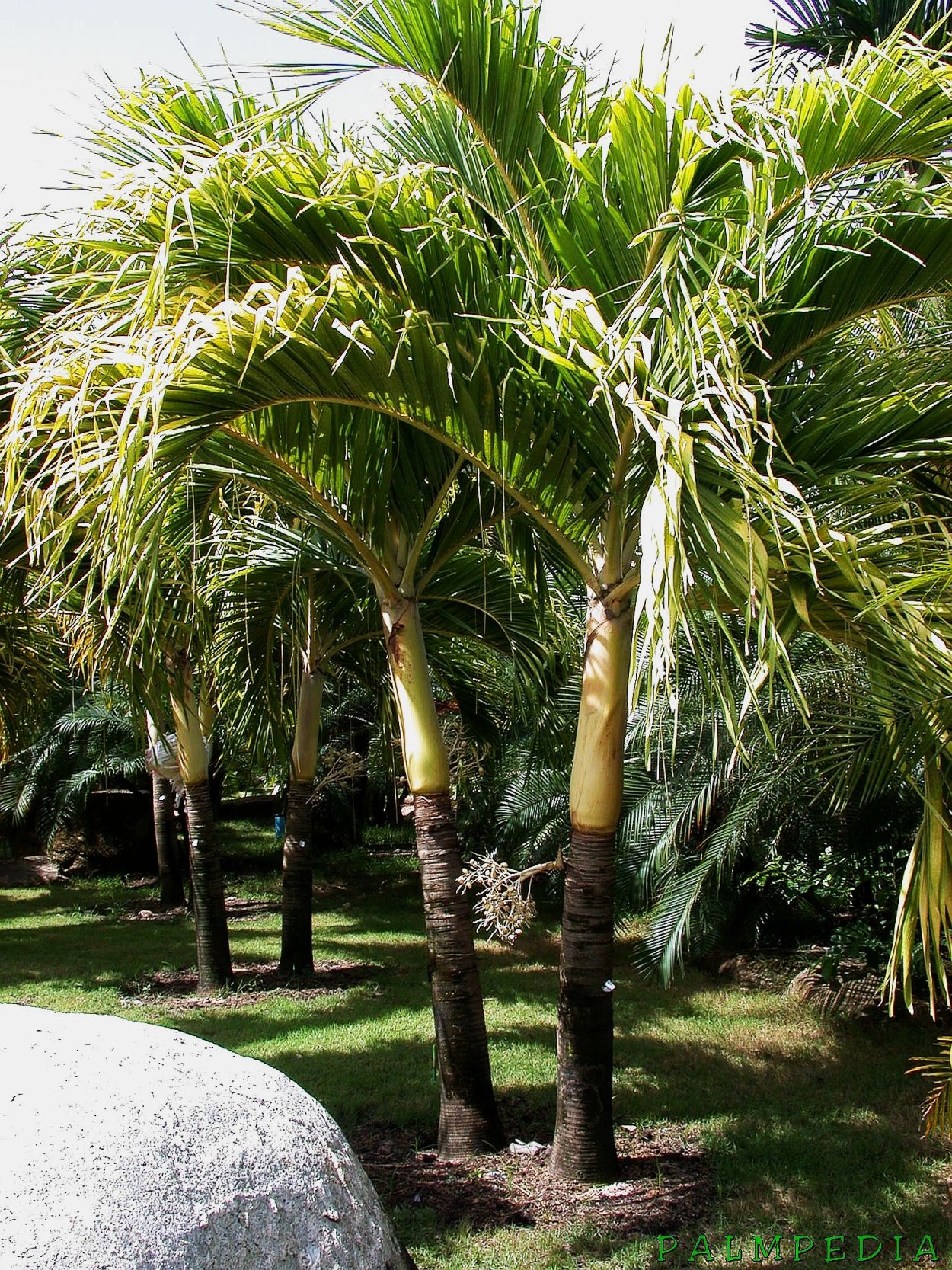 Пальма Адонидия Мерилла