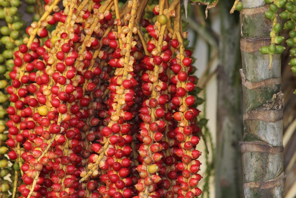 Пальма Veitchia merrillii