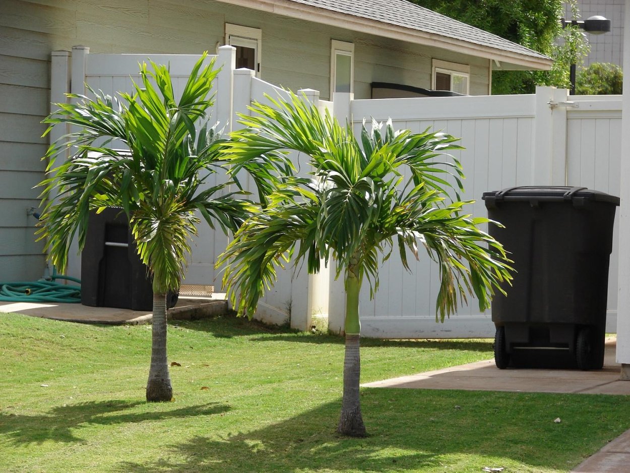 Адонидия Меррилла