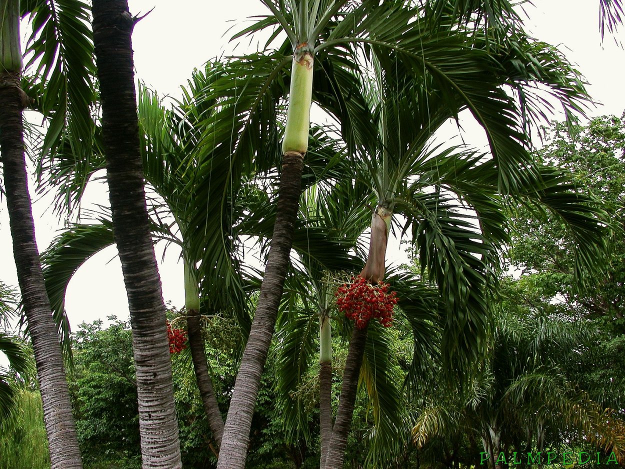 Адония мерилаэи Пальма