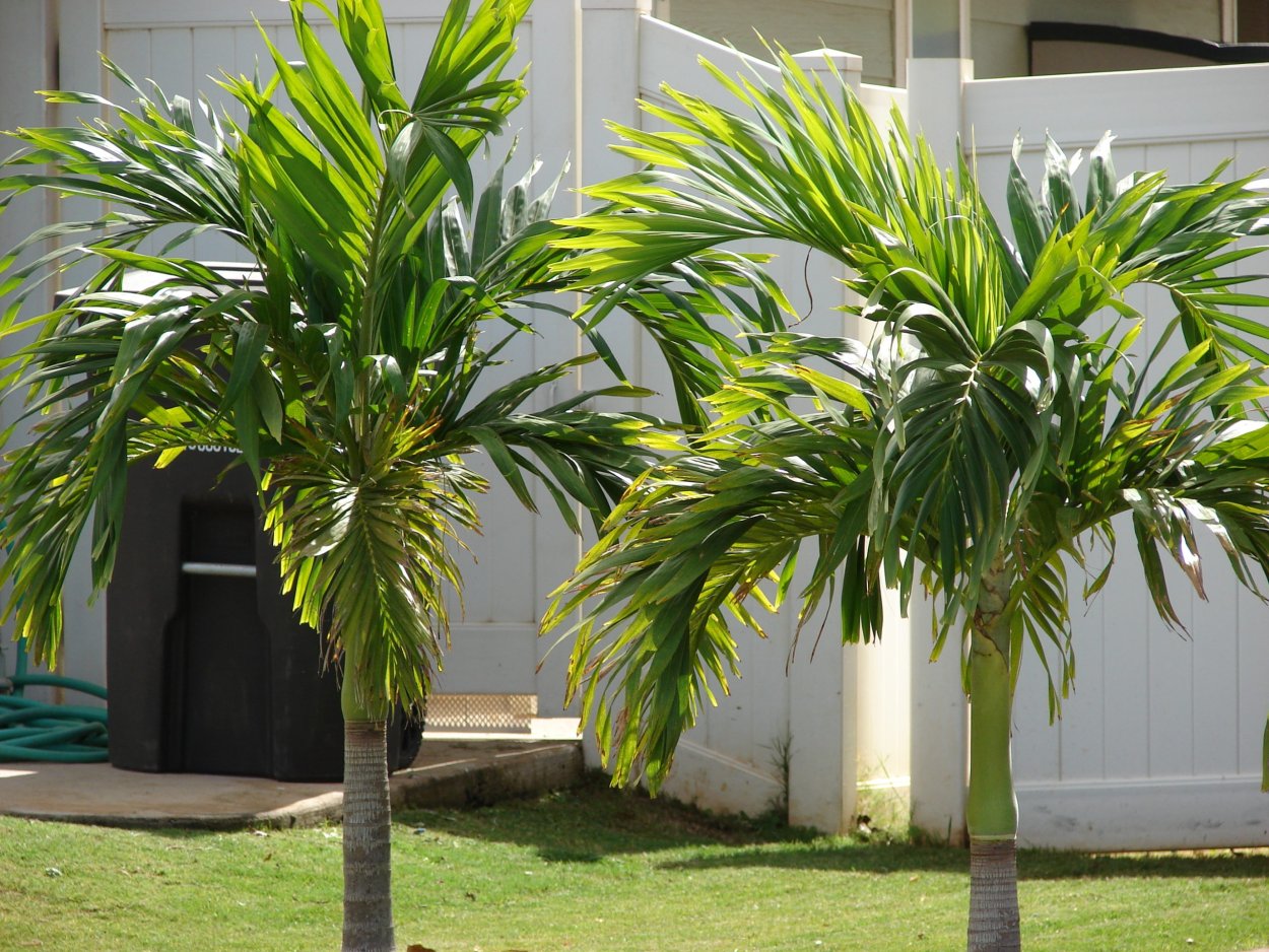 Пальмы для превью