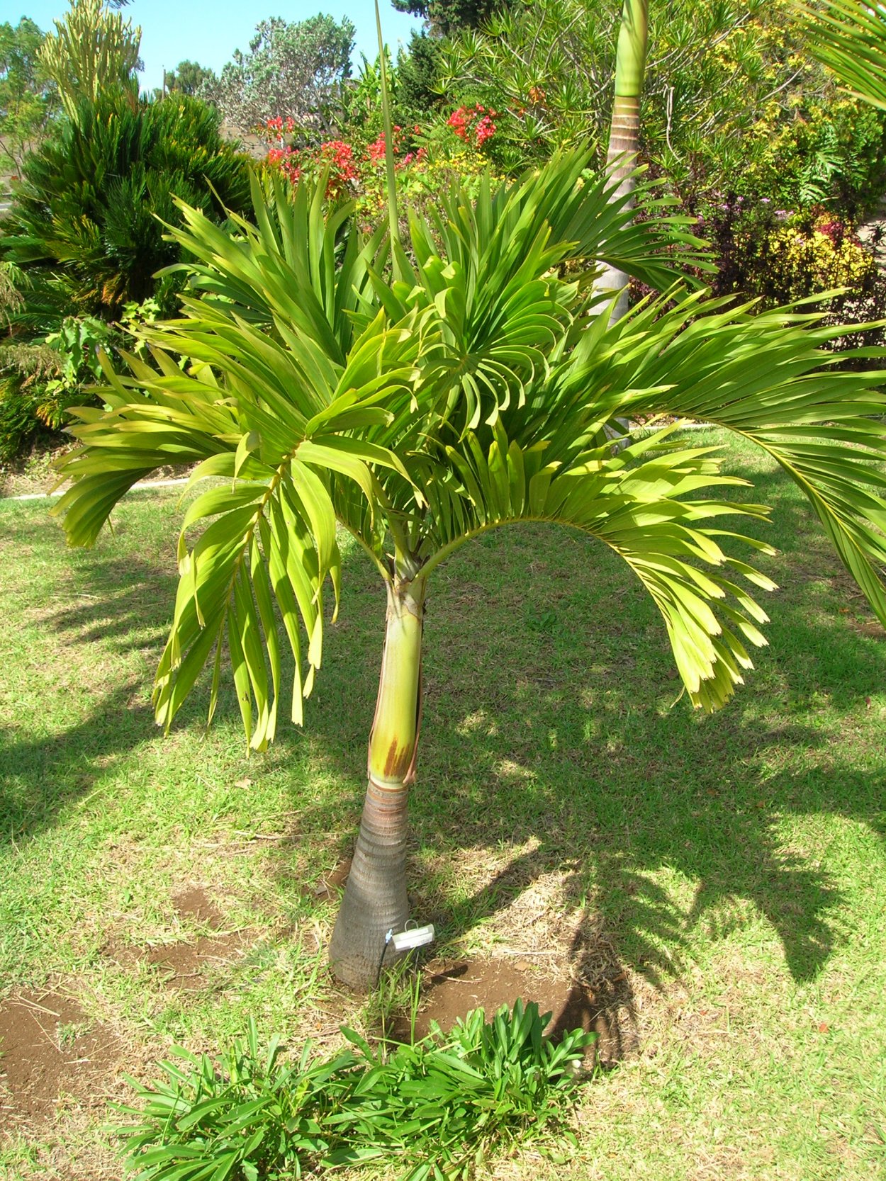 Тропическая Пальма Арека (Arecaceae)