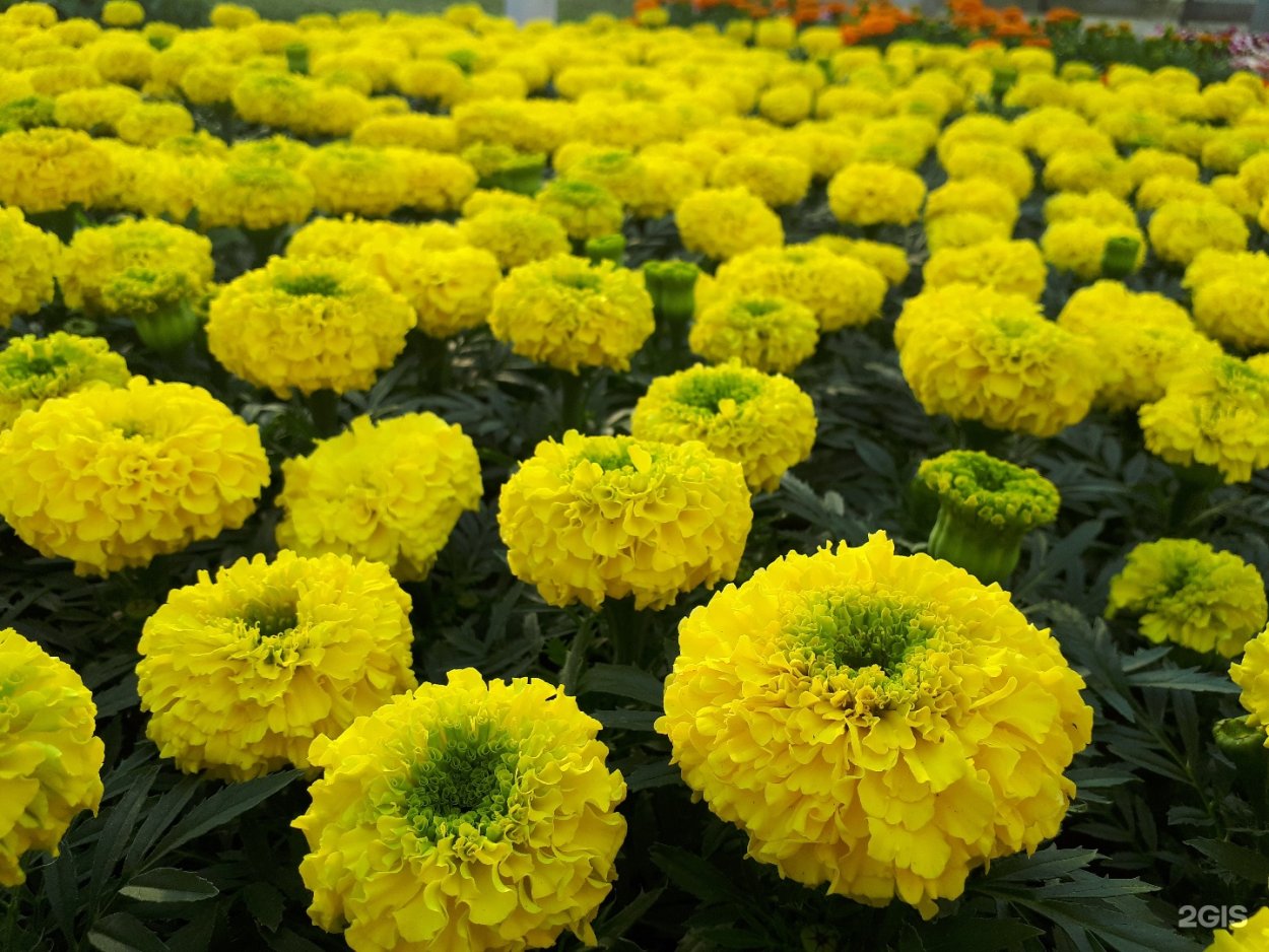 Вербена и бархатцы