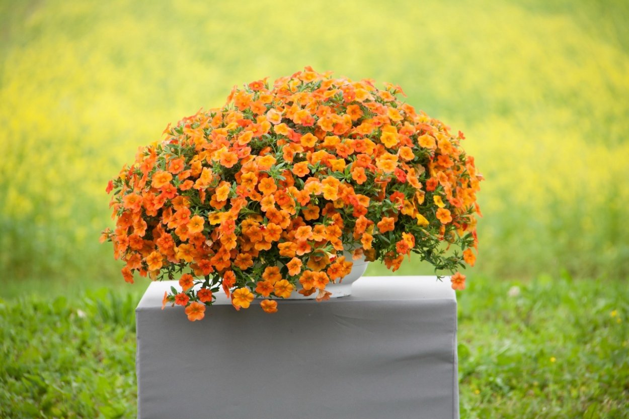 Бархатцы чернобривцы