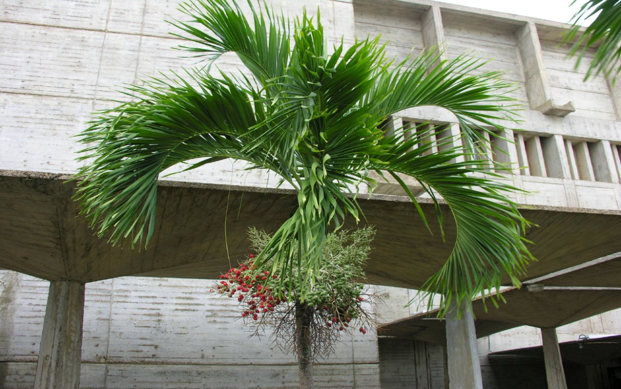 Адонидия Меррилла