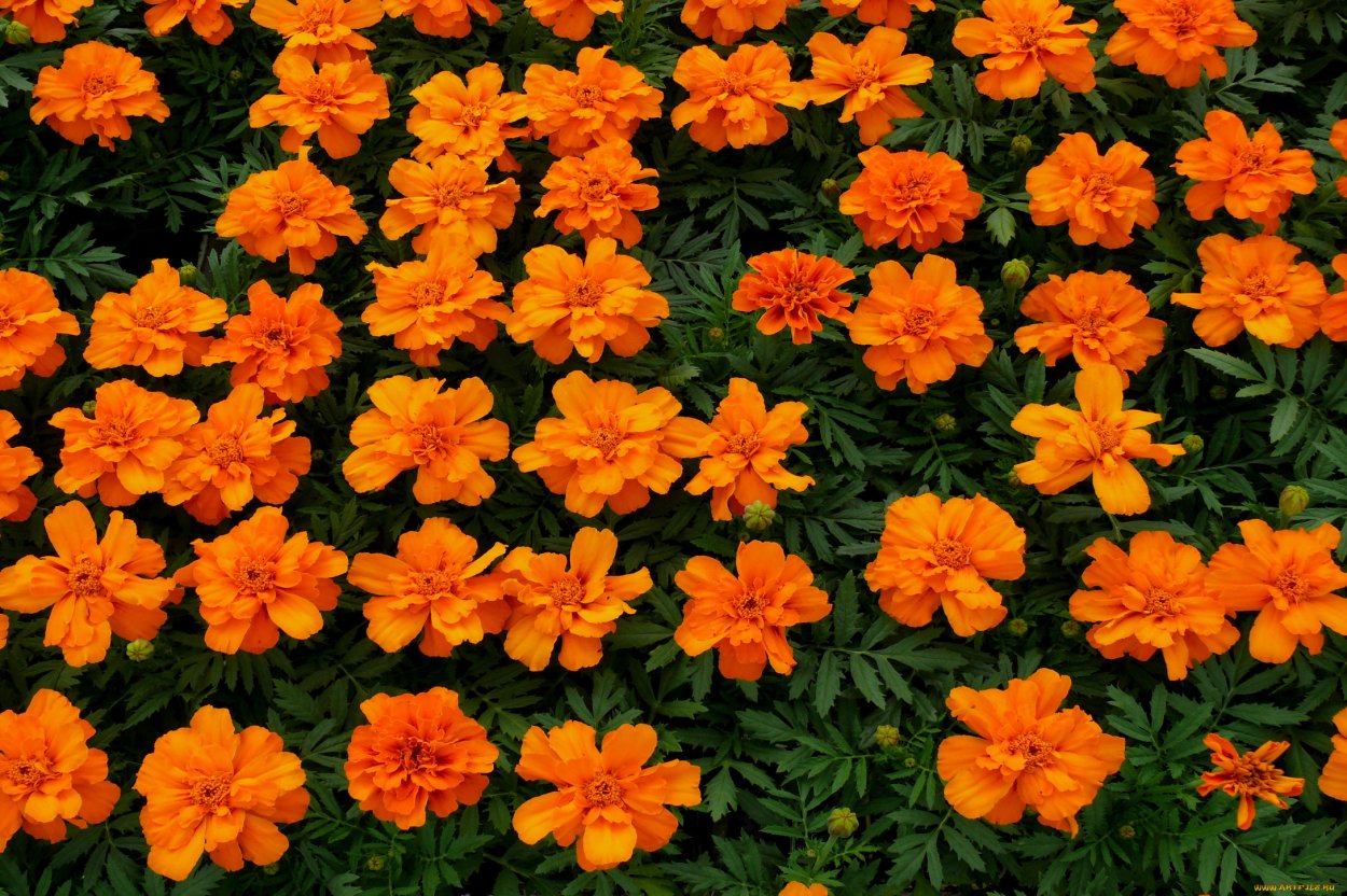 Алиссум и бархатцы