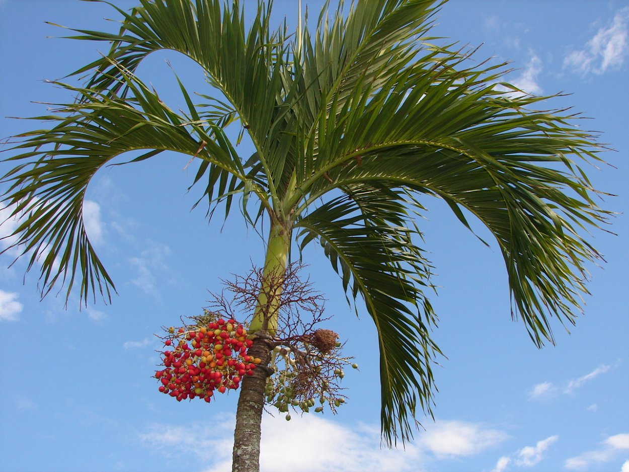 Пальма Вейчия Адонидия