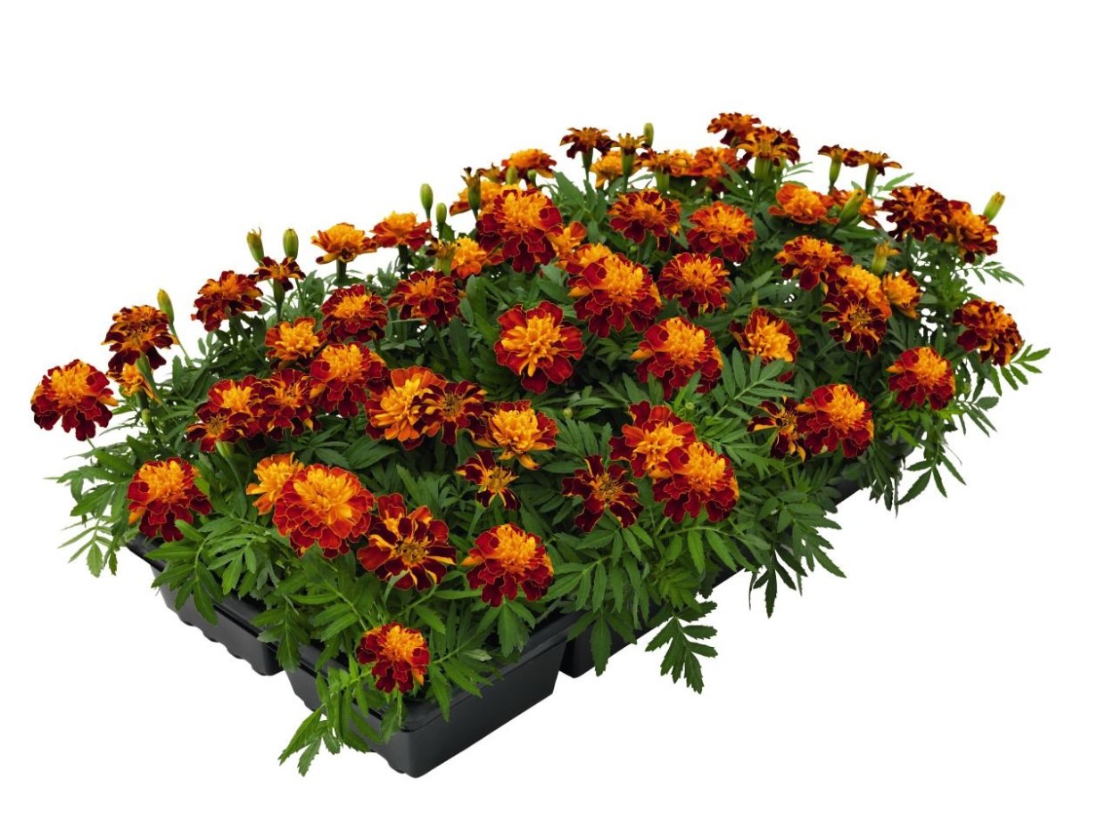 Бархатцы Мимимикс