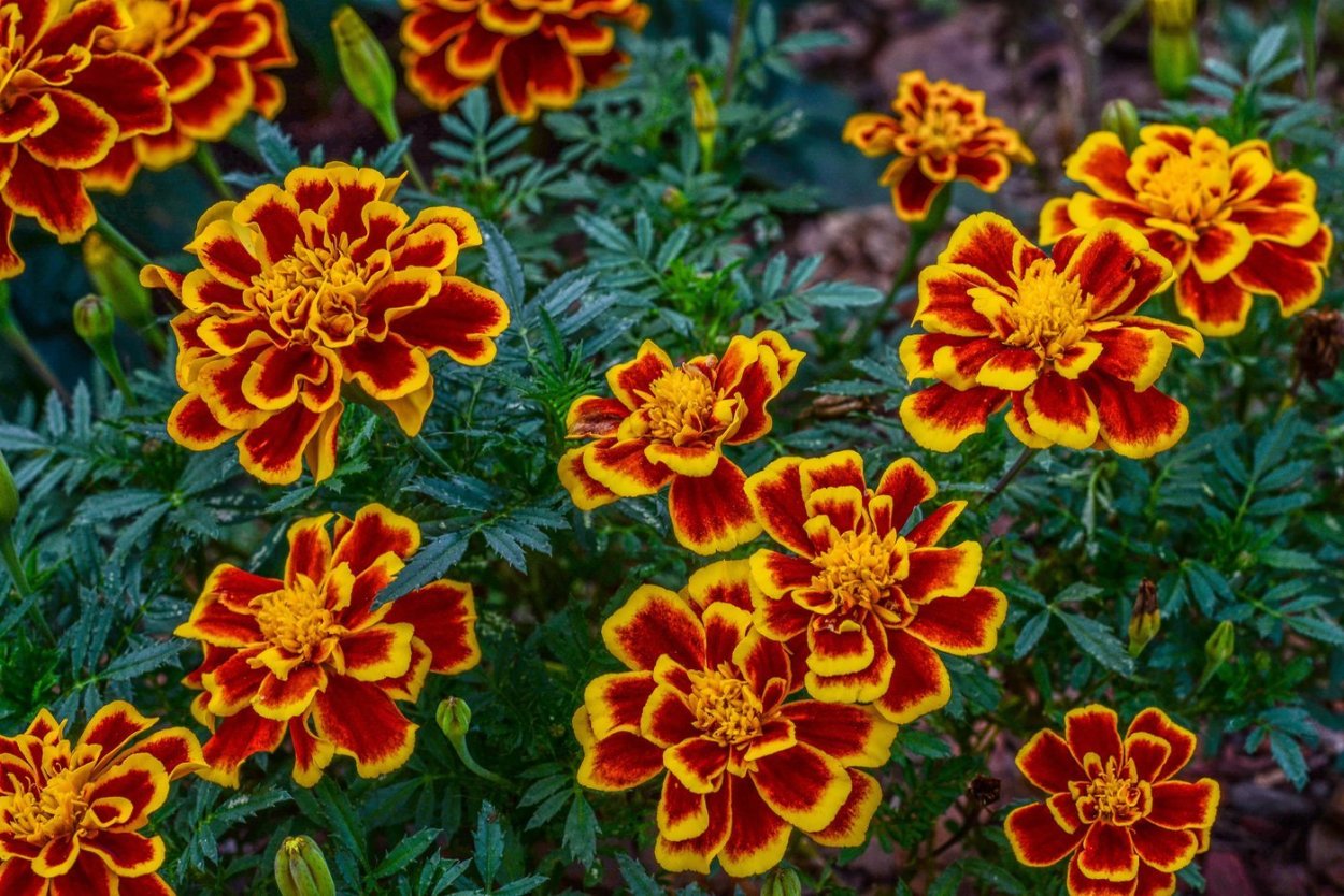 Цинния Захара Дабл Брайт оранж