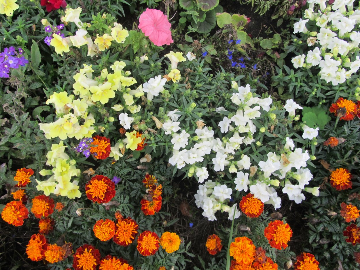 Тагетес отклоненный лимонный