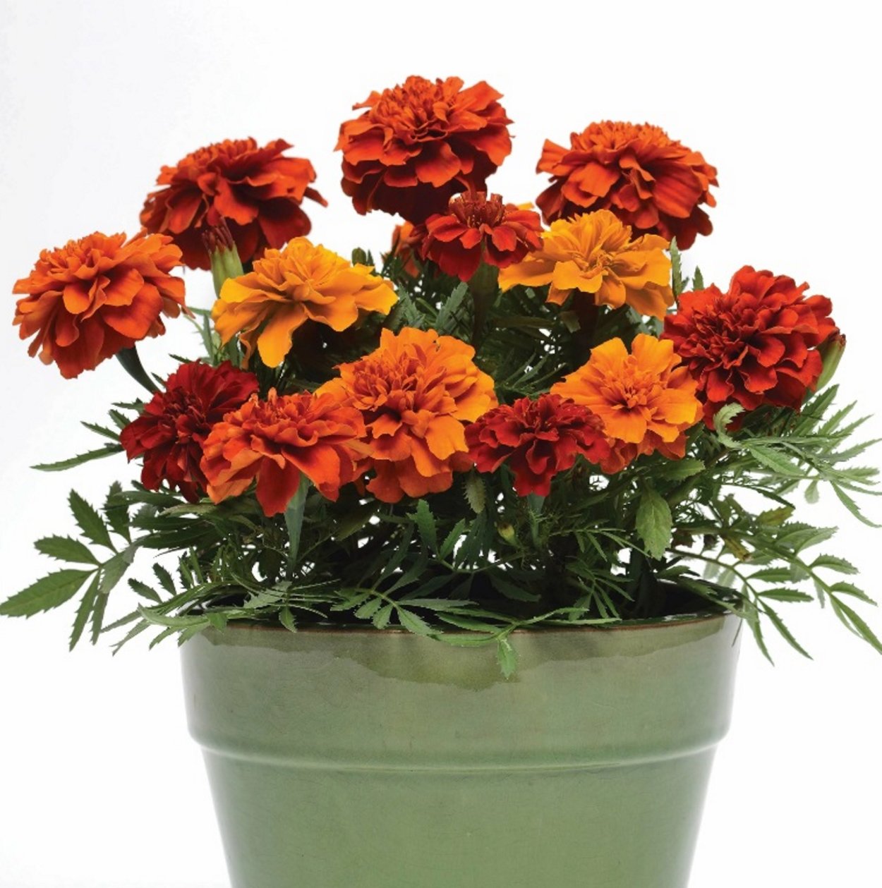 Биденс и Санвиталия