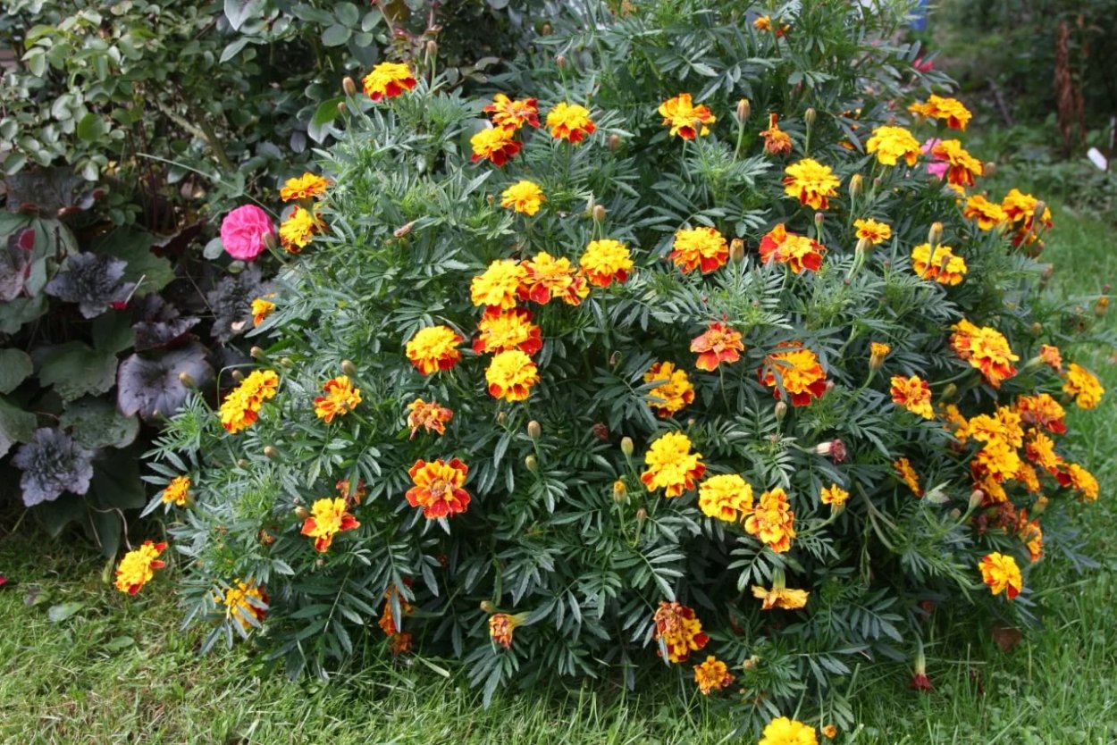 Биденс Blazing Volcano