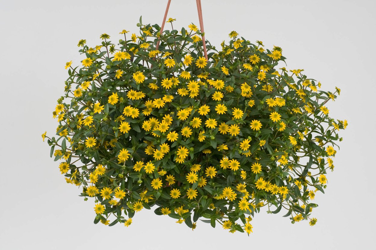 Бархатцы тонколистные Лулу лимонный