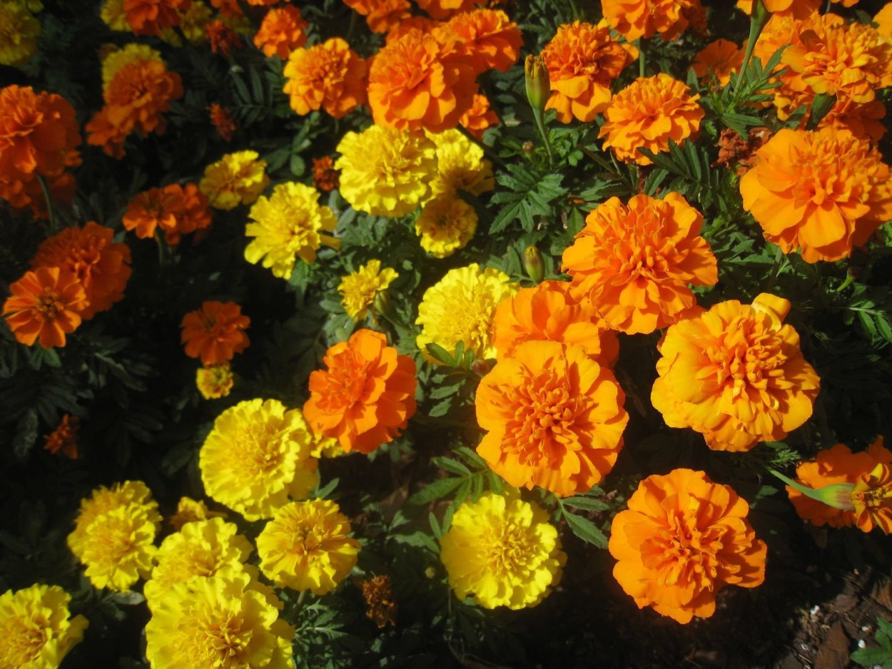 Бархатцы Бонанза Хармони