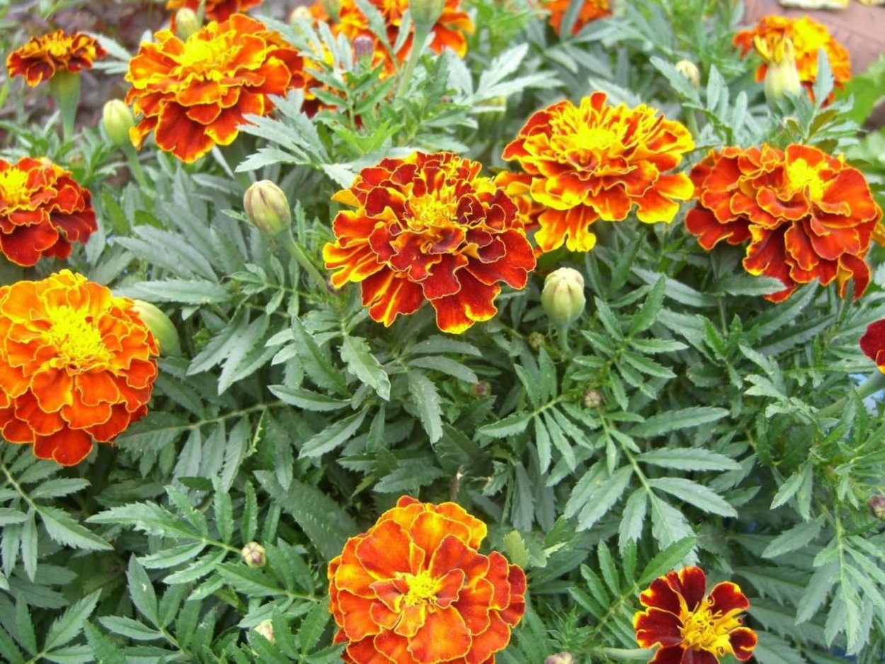 Петуния цветы оранжевые