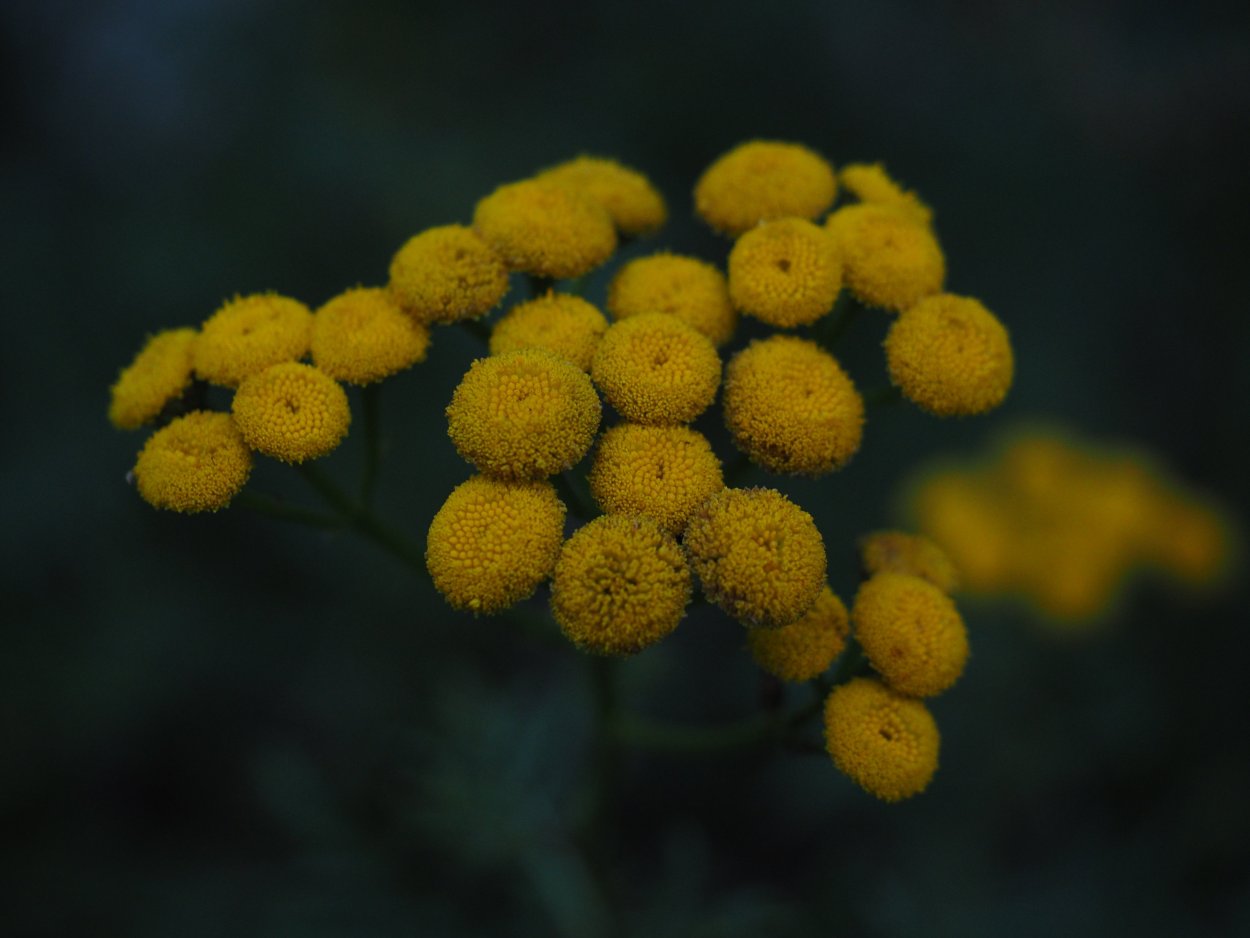 Пижма обыкновенная (Tanacetum vulgare)