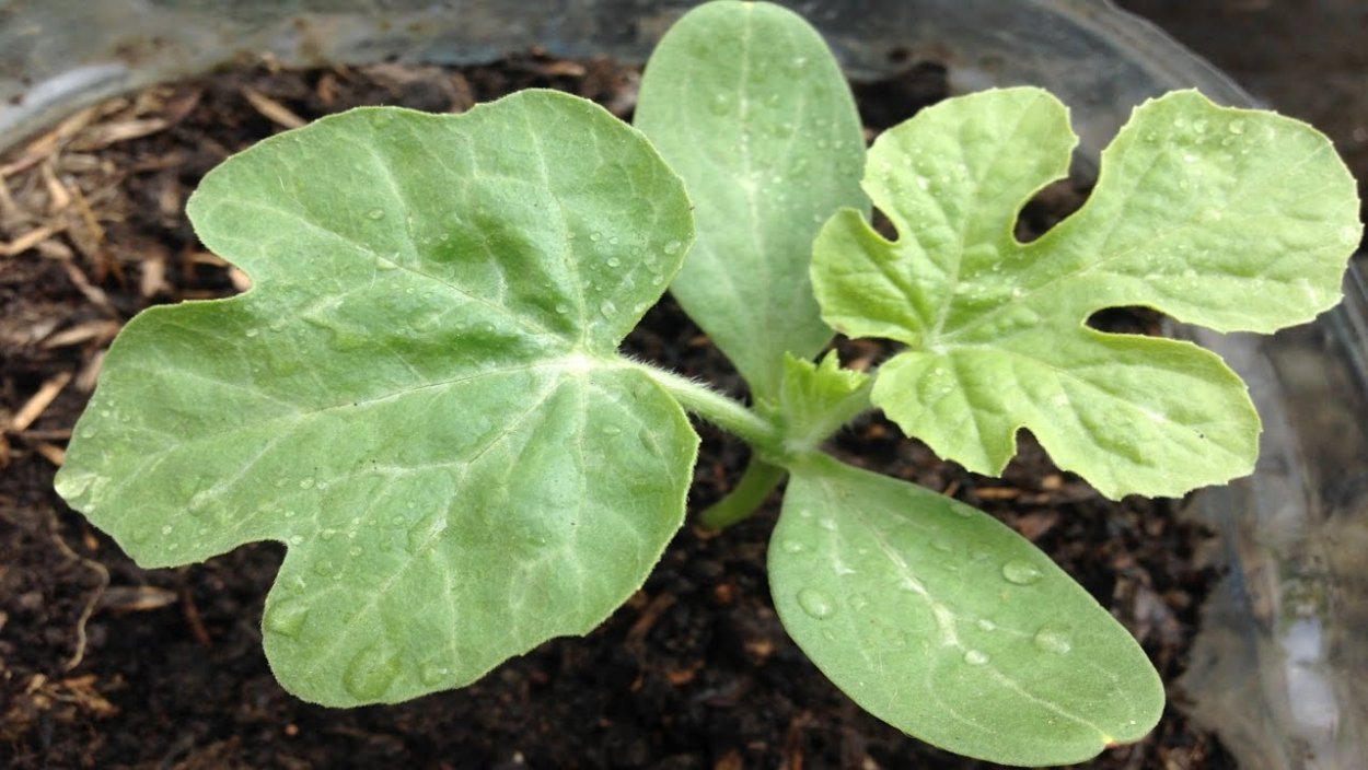 Антракноз арбуза