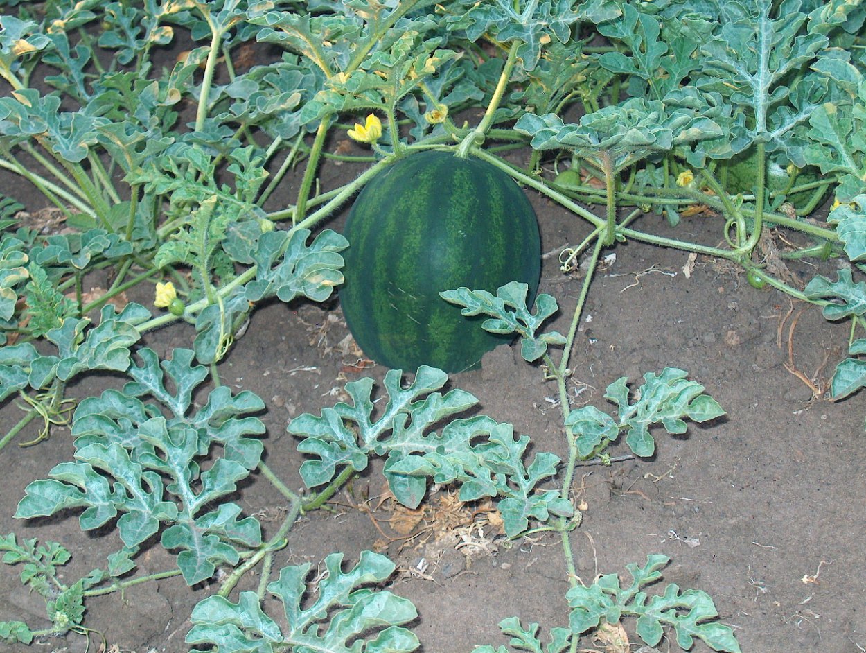 Плеть арбуза