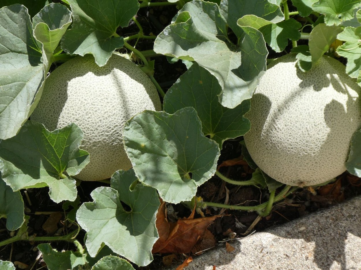 Листья кабачков