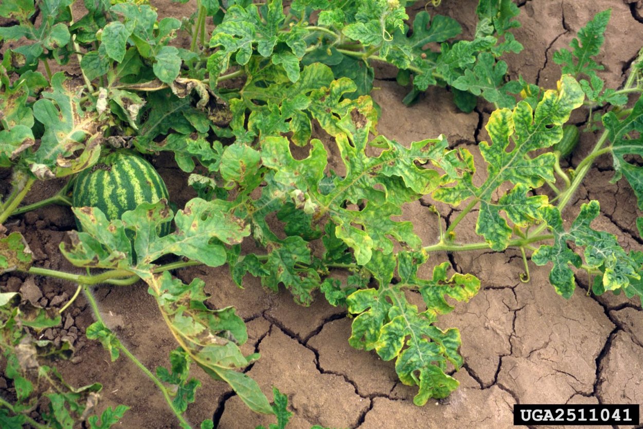 Бахчевые растения