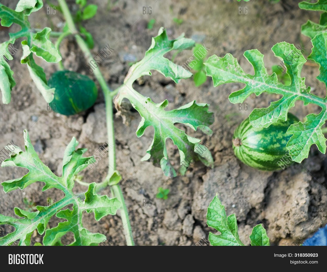 У арбуза засыхают плети
