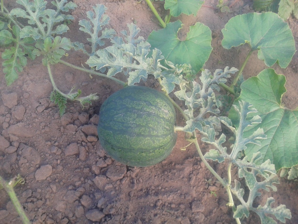 Арбуз на тыквенных корнях