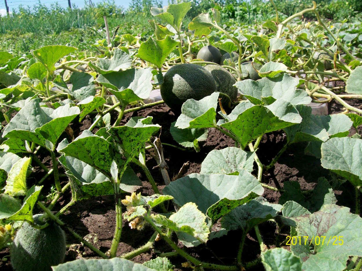 Чемподкормить Арбуз ИДЫНИ