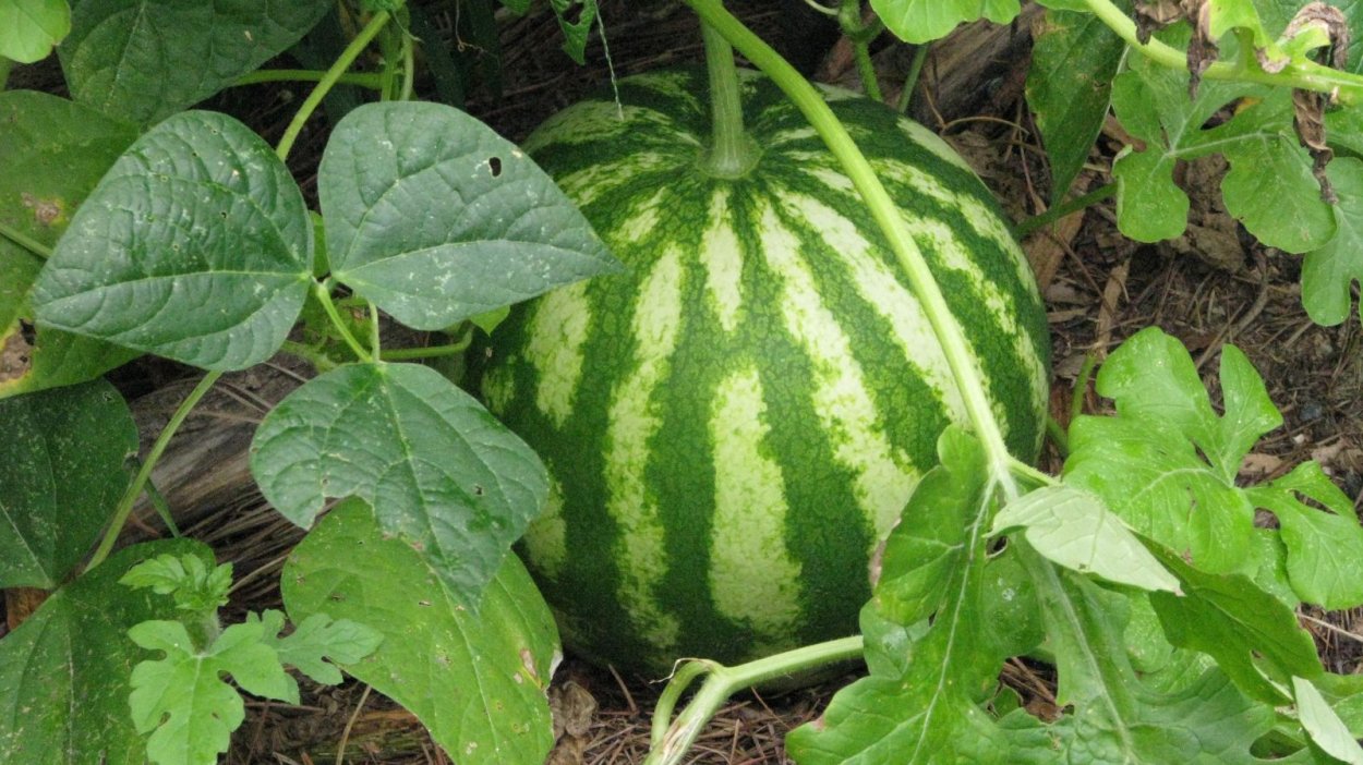 Арбуз обыкновенный шерстистый