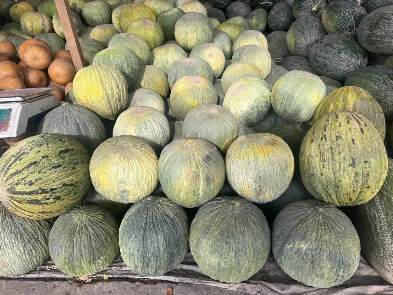 Дыня колхозница рассада