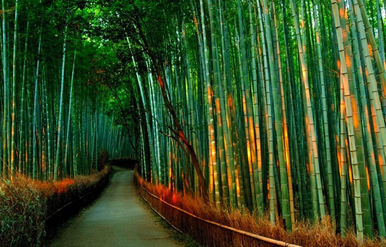 Бамбуковая роща грв